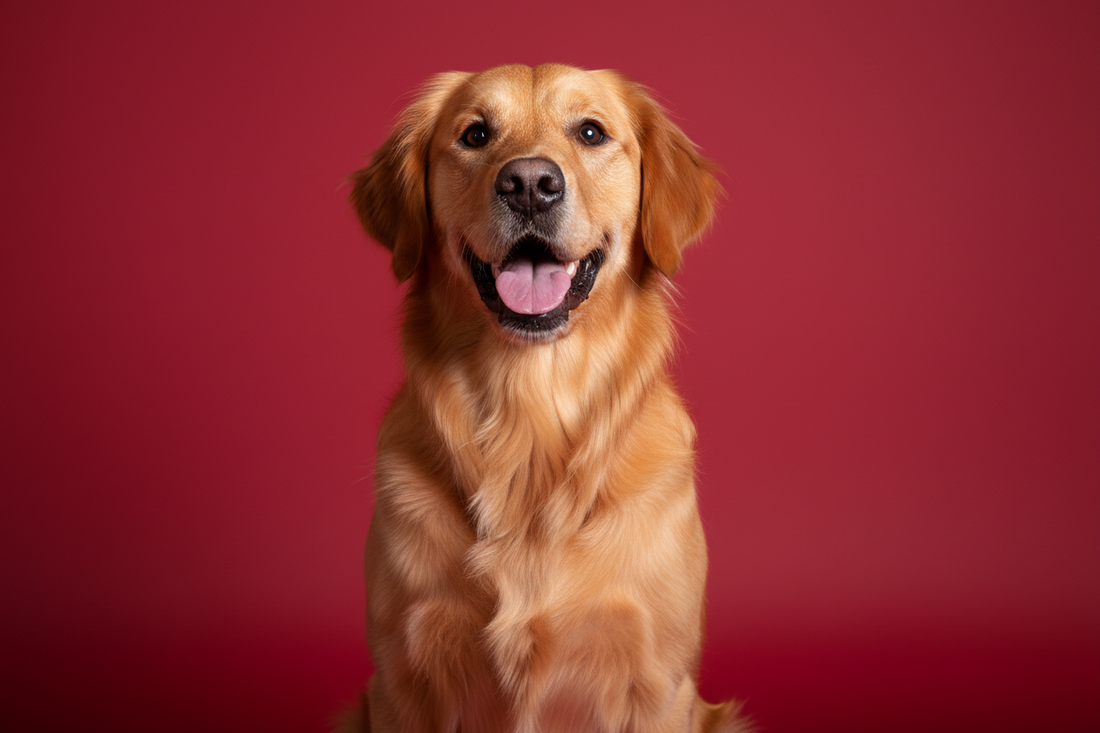 Glücklicher Hund - Golden Retriever Portrait für Hundebesitzer Ratgeber