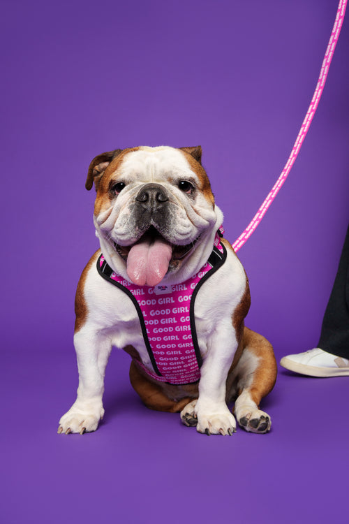Bulldogge mit gepolsterter pinker Hundeleine und passendem Geschirr vor lila Hintergrund, Hunde Zubehör und Haustierbedarf.